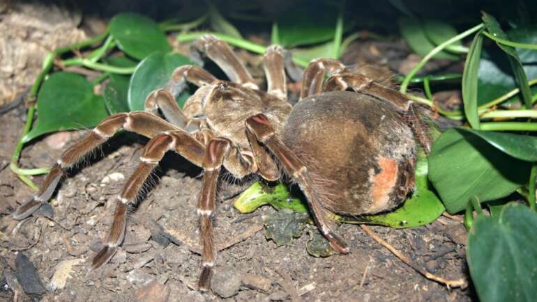 Největší pavouk na světě – Sklípkan největší s 30 centimetry